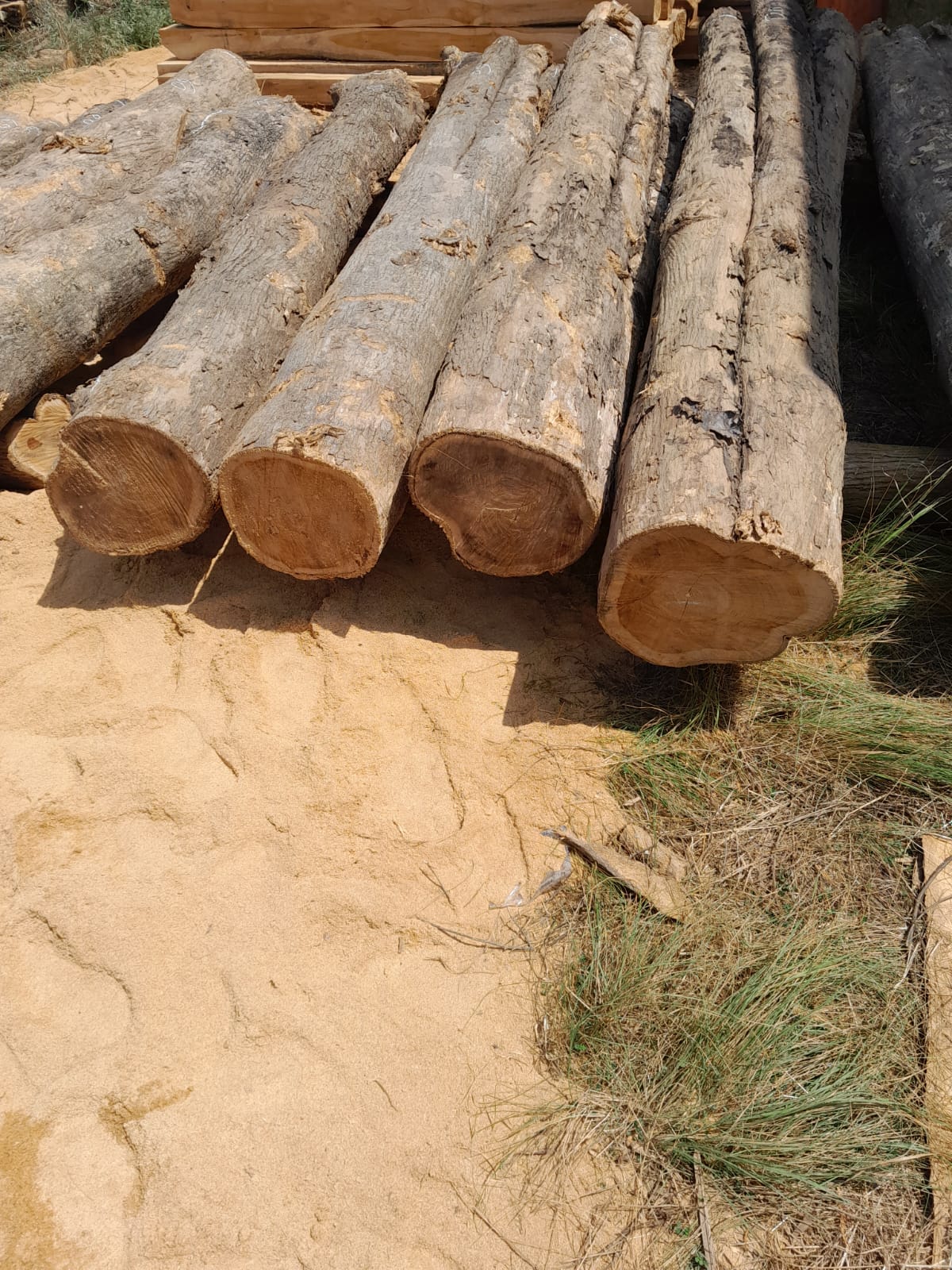 SBI Timber Teak Wood Logs Ready for Export